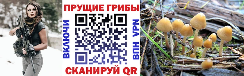 МЕГА ТОР Эртиль Псилоцибиновые грибы GOLDEN TEACHER